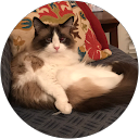 Susan Cline profile picture